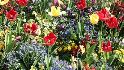 Какие цветы сажать весной в открытый грунт — список лучших и советы от  IVD.ru | ivd.ru