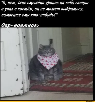 Прикольные коты