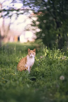 Весна. Коты распустились | Пикабу