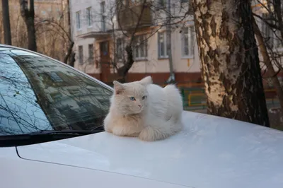 Весна пришла - КОТЫ прилетели! Котов не проведешь, они ее чуют!Фотоподборка  + смешинки. | Рукодельная Лавка Ольги Суховой | Дзен