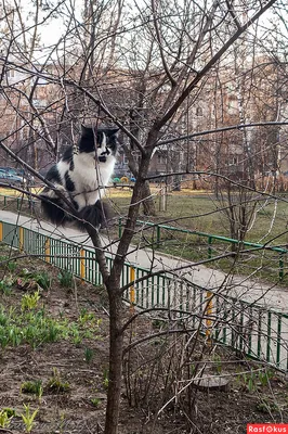 Весна, коты, кошки… Брому мне, бро-ому!!! / фото :: сделал сам (нарисовал  сам, сфоткал сам, написал сам, придумал сам, перевел сам) :: живность ::  март :: весна :: взгляд :: котэ живность /