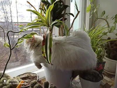 Фото: Скоро на всех деревьях страны: \"Весна, коты прилетели...\".  Фотолюбитель Михаил Бугров. Фото животных. Фотосайт Расфокус.ру