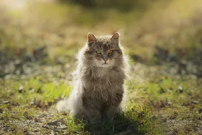 Red cat in the spring blossoming garden Рыжий кот гуляет в цветущем саду  весной Stock Photo | Adobe Stock