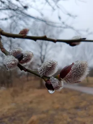 Весна в городе | Пикабу