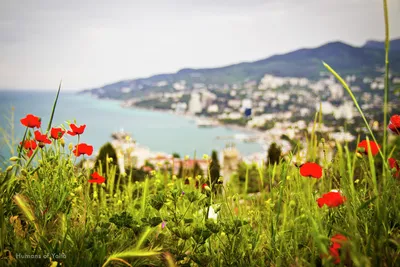 Картина \"Пейзаж - Весна в Крыму\" Жданов В.Ю. Холст, масло в  Санкт-Петербурге: цена 29890 руб — купить с доставкой в интернет-магазине