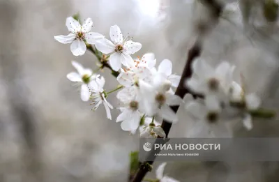 Весна в Крыму. Фотограф Титов Сергей