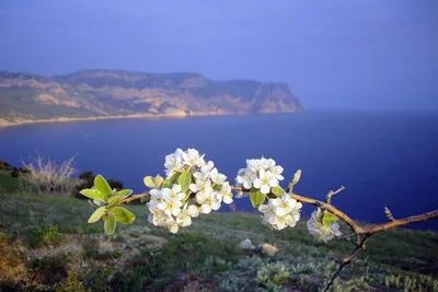 Весна в Крыму | РИА Новости Медиабанк