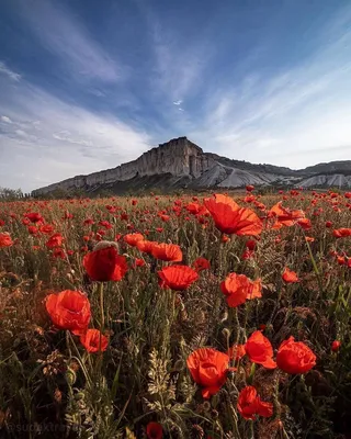 Весна в Крыму. 2017. Моя Россия | Pilgrimage, 11th century, Largest  countries