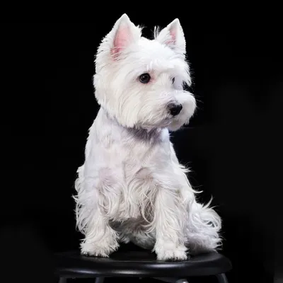 Вест хайленд терьер (West Highland White Terrier) - это веселая, игривая и  активная порода собак. Отзывы, описание и фото.