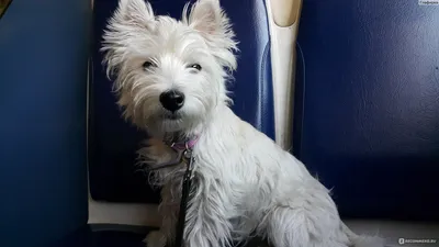 Тримминг ВЕСТ ХАЙЛЕНД УАЙТ Терьера . WEST HIGHLAND WHITE Terrier . Grooming  at home , handstripping - YouTube