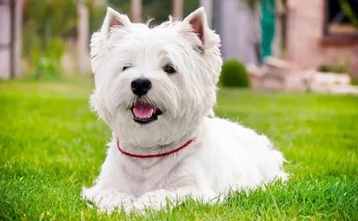 Вест-хайленд-уайт-терьер (Canis lupus familiaris 'West Highland White  Terrier') - Rock Identifier