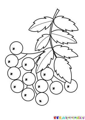 Раскраска для детей. Ветка рябины. Соедини точки и раскрась по образцу
