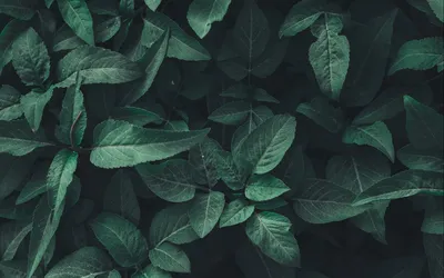 Фото вяза эллиптического с зелеными листьями