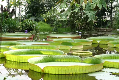 Victoria Regia (Victoria Amazonica) Leaves And Flower On Lake Фотография,  картинки, изображения и сток-фотография без роялти. Image 149293119