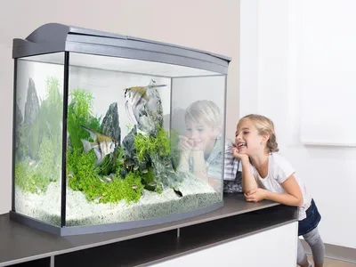 Какой аквариум лучше выбрать и купить?