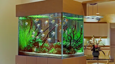 Выбор аквариума! Аквариум для начинающих аквариумистов! Какой аквариум  выбратьх - YouTube