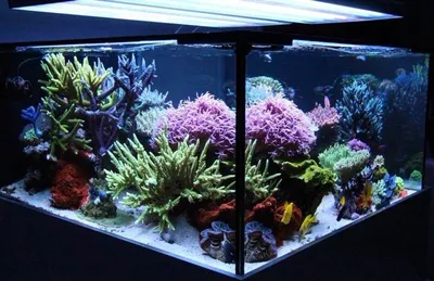 Разновидность морских аквариумов: искусственный, смешанный (с  беспозвоночными) и живой риф с рыбой