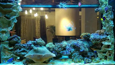 Уникальный проект AquaWorks.ru: морской аквариум в загородном доме.  Портфолио