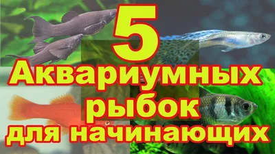 Аквариумы на заказ в Москве: изготовление аквариума по размеру, цены и фото