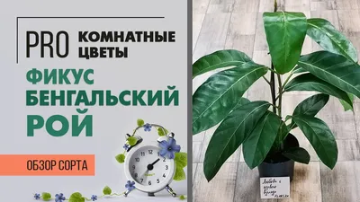 Фикус Бенджамина Голден Моник – купить по отличной цене в интернет-магазине  topcvetok.ru