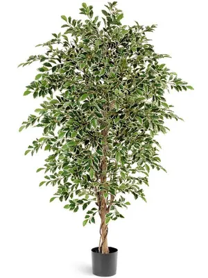 Фикус Ботриокарпа Мик Cuea Ching Или Moraceae Ficus Род Из Около 850 Видов  Древесных Деревьев Кустарников Виноградных Лоз Эпифитов И Гемиепифи —  стоковые фотографии и другие картинки Ветвь - часть растения - iStock