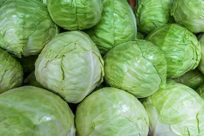 Different Kinds of Cabbage on White Background Stock Photo - Image of head,  color: 149737938