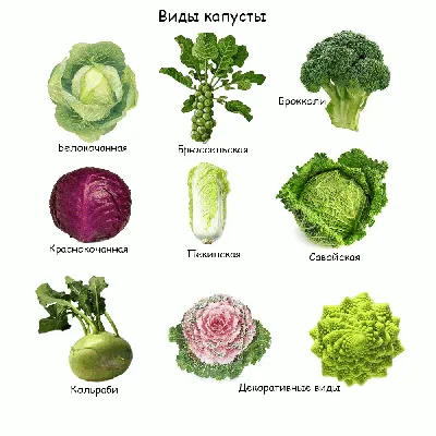 Виды капусты: как вырастить и как готовить - Gornovosti.Ru