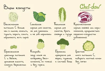 Топ-5 видов капусты: кольраби, цветная, брокколи, белокочанная,  брюссельская | Проект Роспотребнадзора «Здоровое питание»