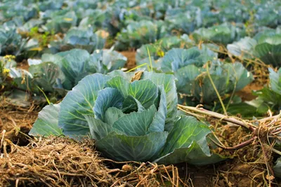 12 лучших сортов ранней капусты: описание, особенности выращивания | ivd.ru