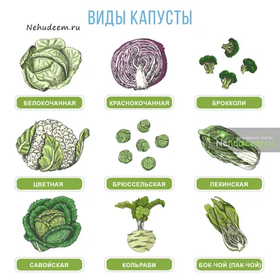 Подробный план выращивания всех видов капусты: от белокочанной до  брюссельки | Хозяйкин огород | Дзен