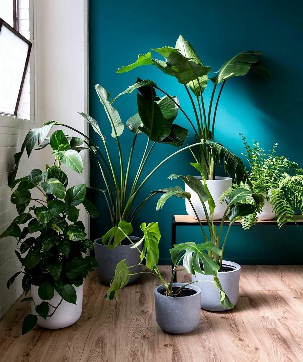 Декоративные растения в комнате при хорошем освещении. Растения в интерьере. Комнатные цветы в Интер. Комната с растениями. Комнатные растения в интерьере.