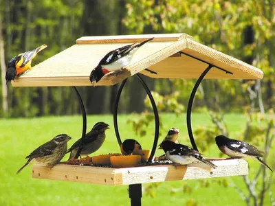 Идеи эко-кормушек. Как накормить птиц и одновременно украсить сад -  Рамблер/женский