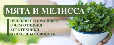 Мята перечная лимонная Лемон Фрэш, купить саженцы Мяты перечной лимонной  Лемон Фрэш в Москве в питомнике недорого!