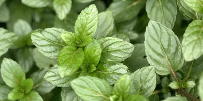 Распаковка. Питомник растений GardenPlants. Мята. Часть 4. | Загородные  идеи | Дзен