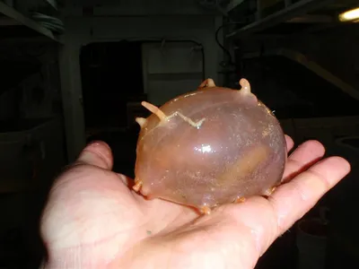 Породы морских свинок с фотографиями: 🐹 описания и названия