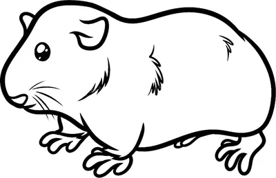 Морская свинка / Cavia porcellus - «Подходит ли морская свинка как домашний  питомец?» | отзывы