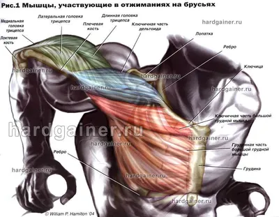 Отжимания презентация, доклад, проект