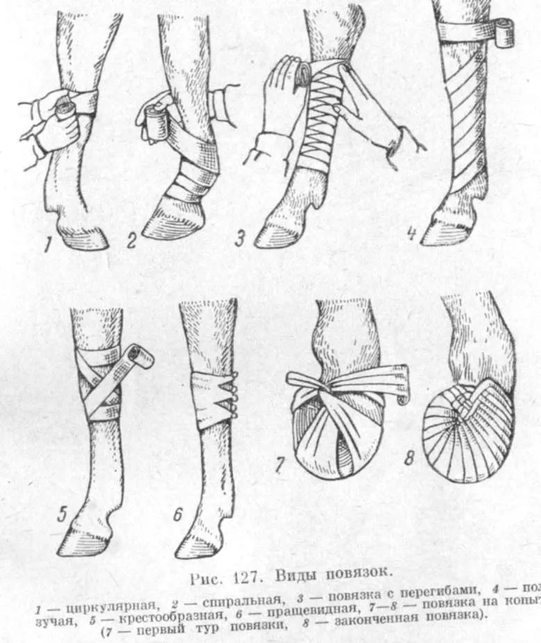 Бинтование культи. Циркулярная повязка(для защиты маленьких РАН И дефектов). Техника наложения повязок Ветеринария. Бинтовые повязки Ветеринария. Ветеринария наложение бинтовых повязок.