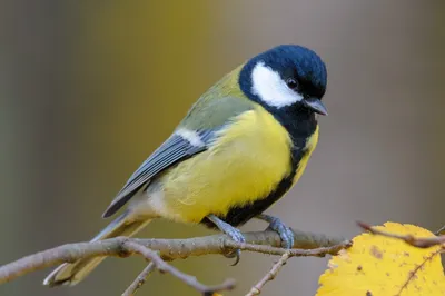 Знакомство с птицами. День 4 Синица — 12 ответов | форум Babyblog