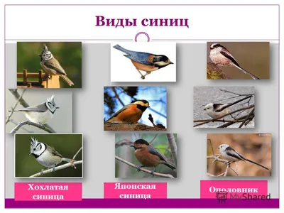 Презентация на тему: \"Синицы. Забота человека о птицах.\". Скачать бесплатно  и без регистрации.