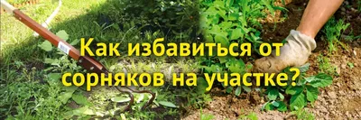 Средство Агрокиллер ВР от борщевика и других видов сорняков AVGUST  158072249 купить в интернет-магазине Wildberries