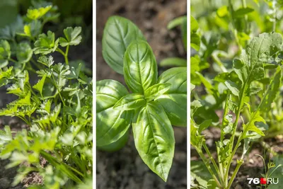 Почвопокровные растения для сада, названия и фото: зеленый ковер из  многолетних цветов и трав, цветущий все лето | Houzz Россия