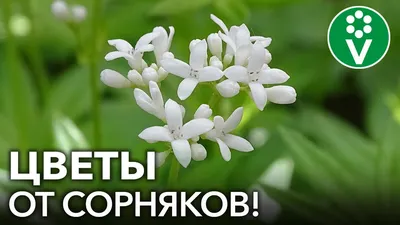 11 растений, которые вытеснят сорняки (дачникам на заметку) | ivd.ru