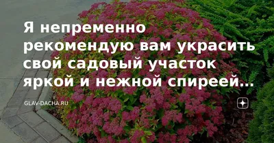 Я непременно рекомендую вам украсить свой садовый участок яркой и нежной  спиреей японской | Glav-Dacha.ru | Дзен