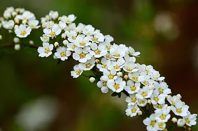 Кустарник спирея — фото. Сорта спиреи: серая, Вангутта, иволистная. |  Любимые цветы