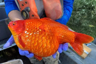 Как определить пол золотой рыбки: самец или самка
