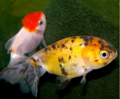 Гигантские золотые рыбки