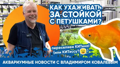 Символы фен шуй Продажа картин с символами феншуй Петербург, Москва. Глава 1