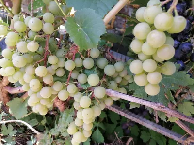 Купить Вино из винограда Шардоне (Chardonnay)