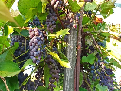 Виноградная эпопея. Как я сажал виноград на даче в этом сезоне. | Ленивая  дача | Дзен